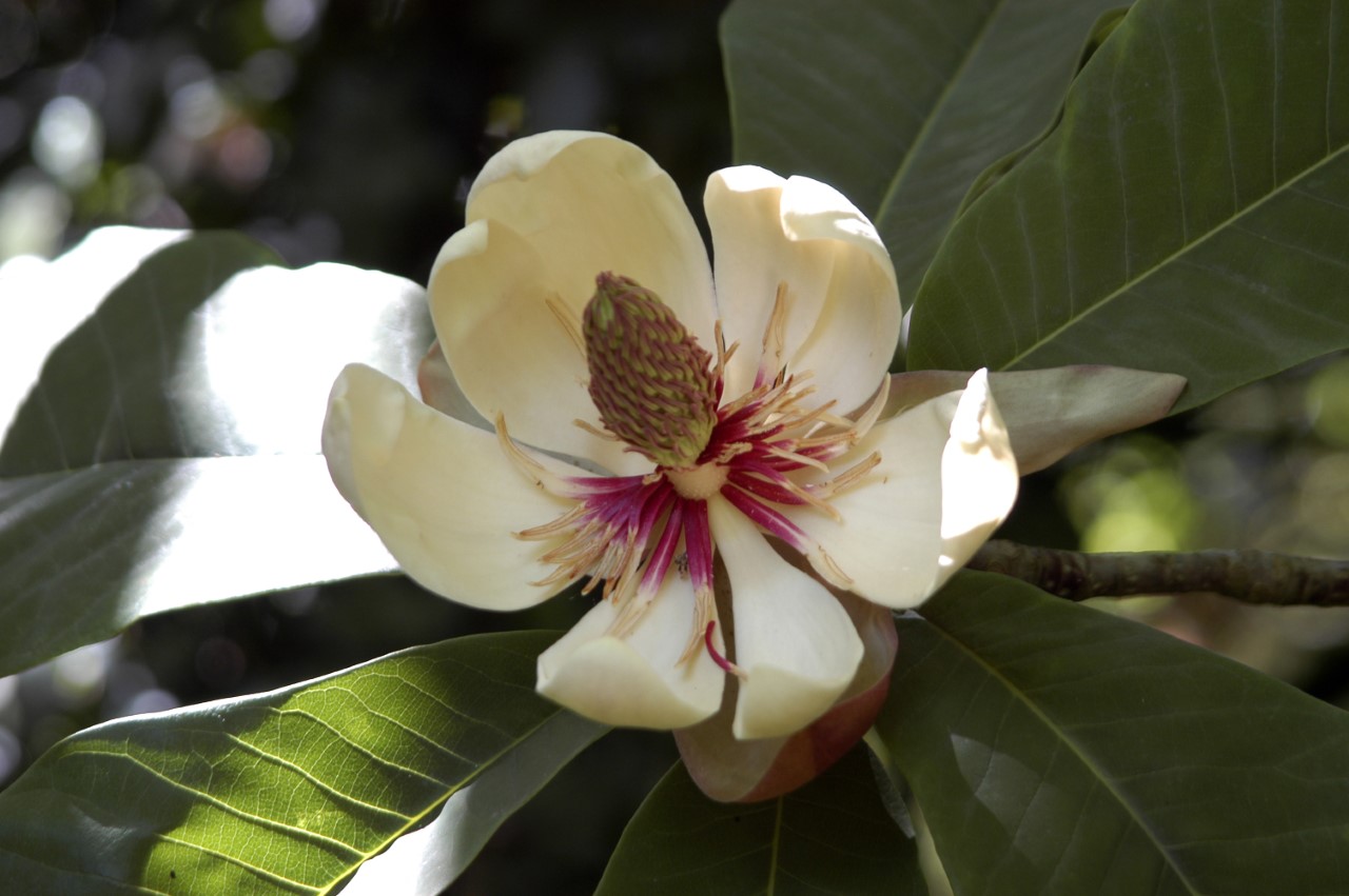 magnolia obovata